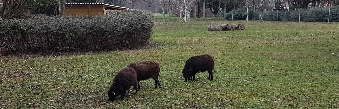 Moutons Manuréva 20200105_120743.jpg